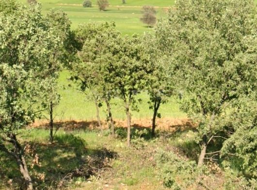 AKÖREN HACILAR BOZKIR YOLUNA YAKIN SATILIK MÜSTAKİL 2747m TARLA